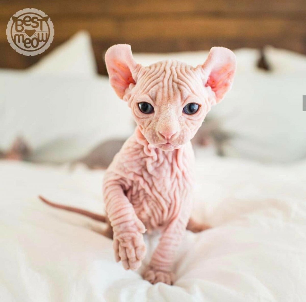 Милые сфинксы котята