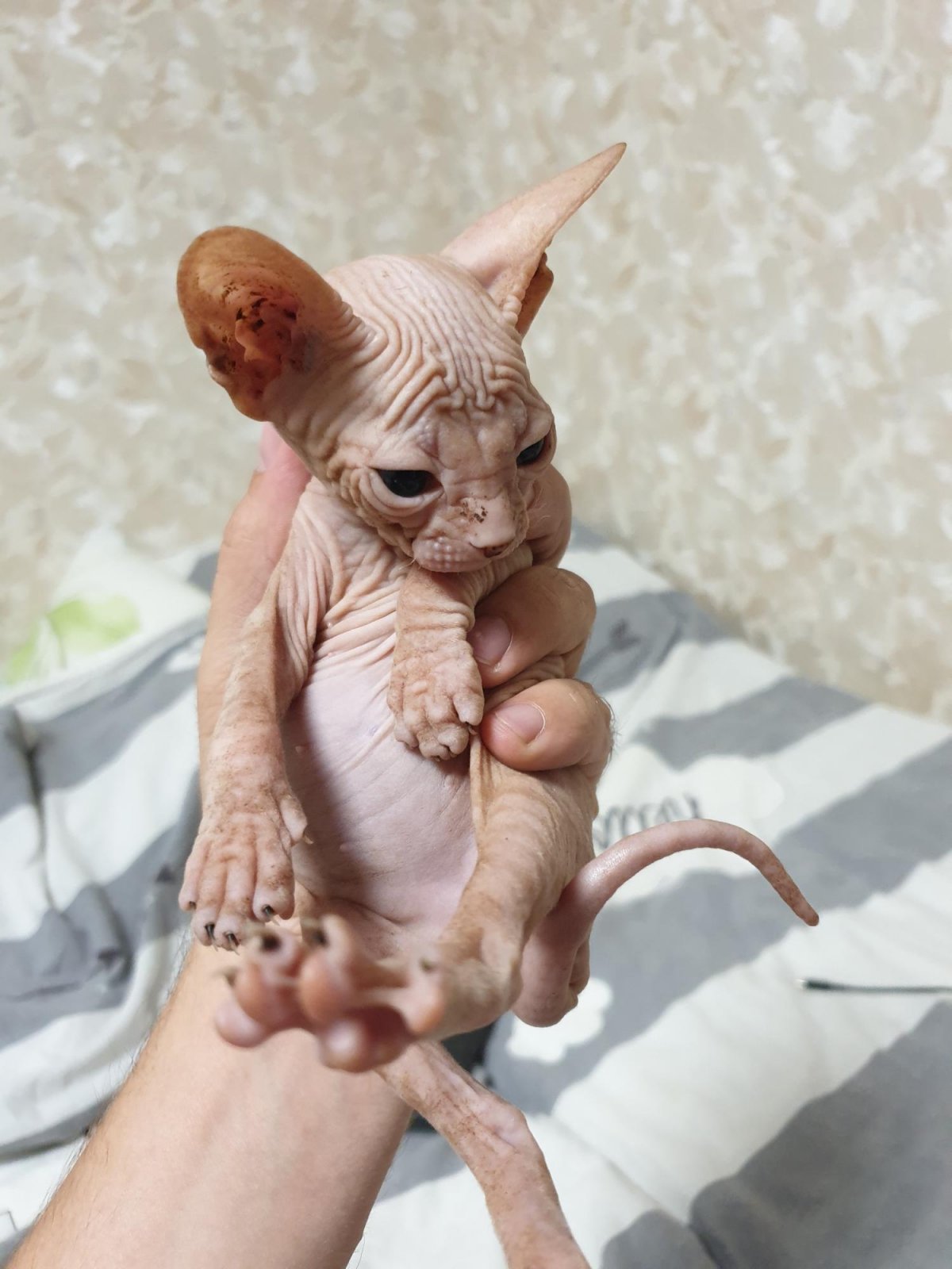 Сфинкс котенок