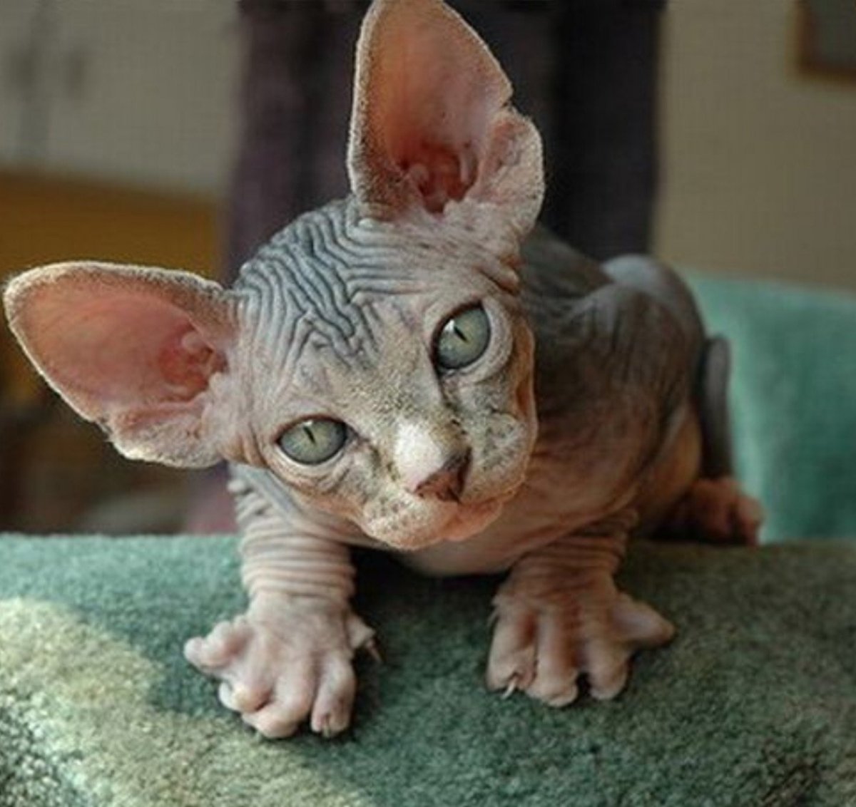 Канадский сфинкс милые