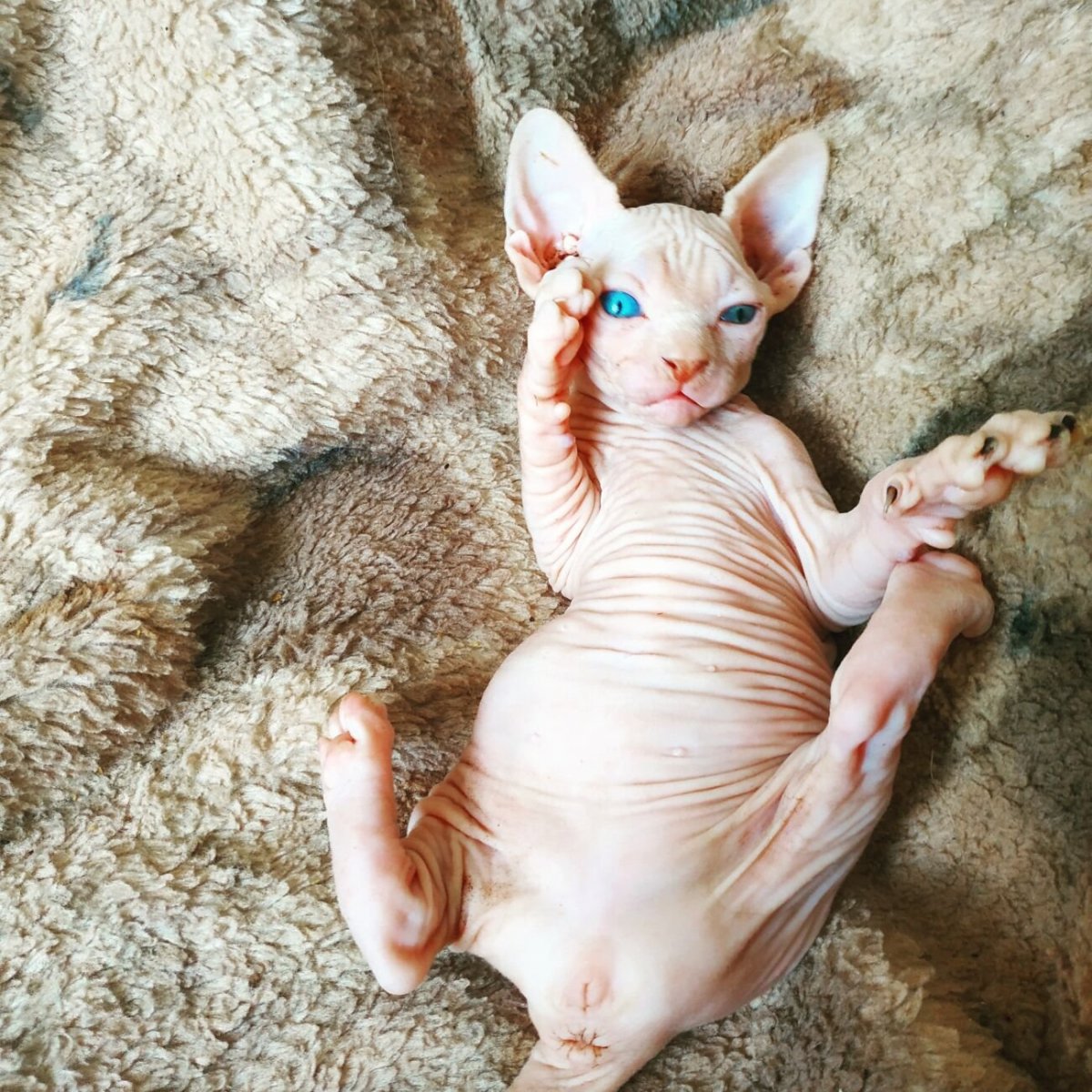 Донской сфинкс маленький