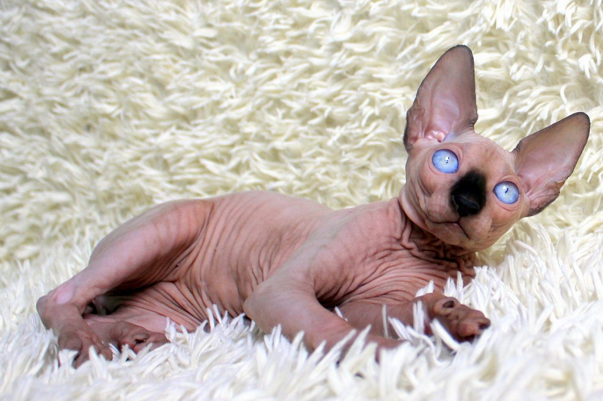 Милый лысый кот