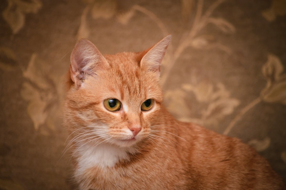 Шотландский короткошерстный кот рыжий