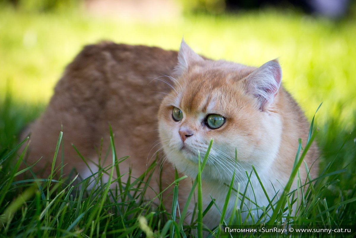 Скоттиш страйт Хосико котята