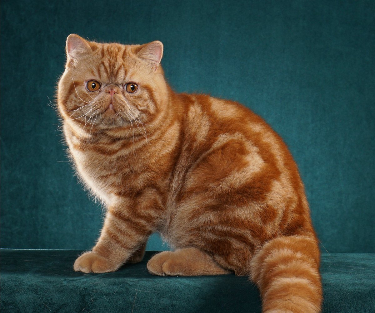 Рыжий британец котенок