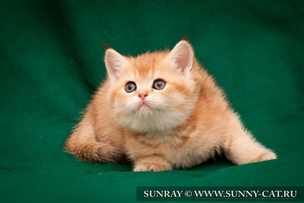 Британская прямоухая кошка рыжая