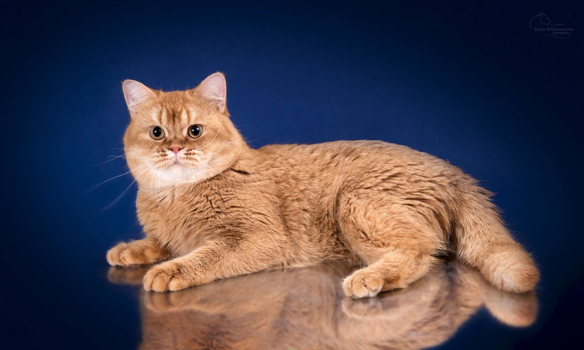 Красный тикированный кот