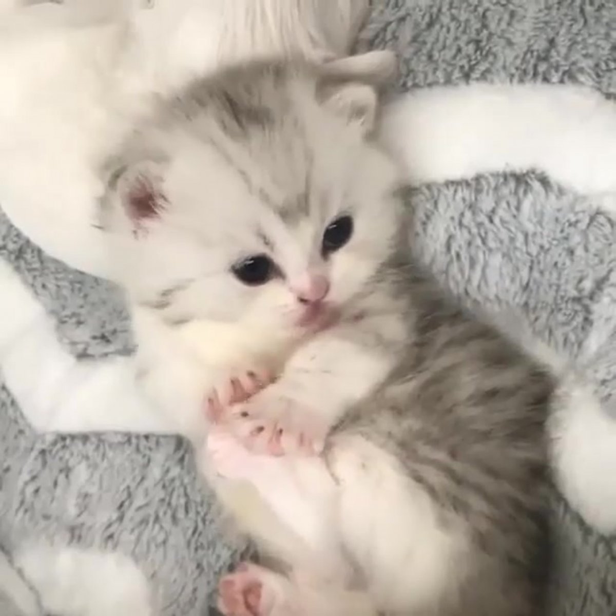 Милые котята до слез