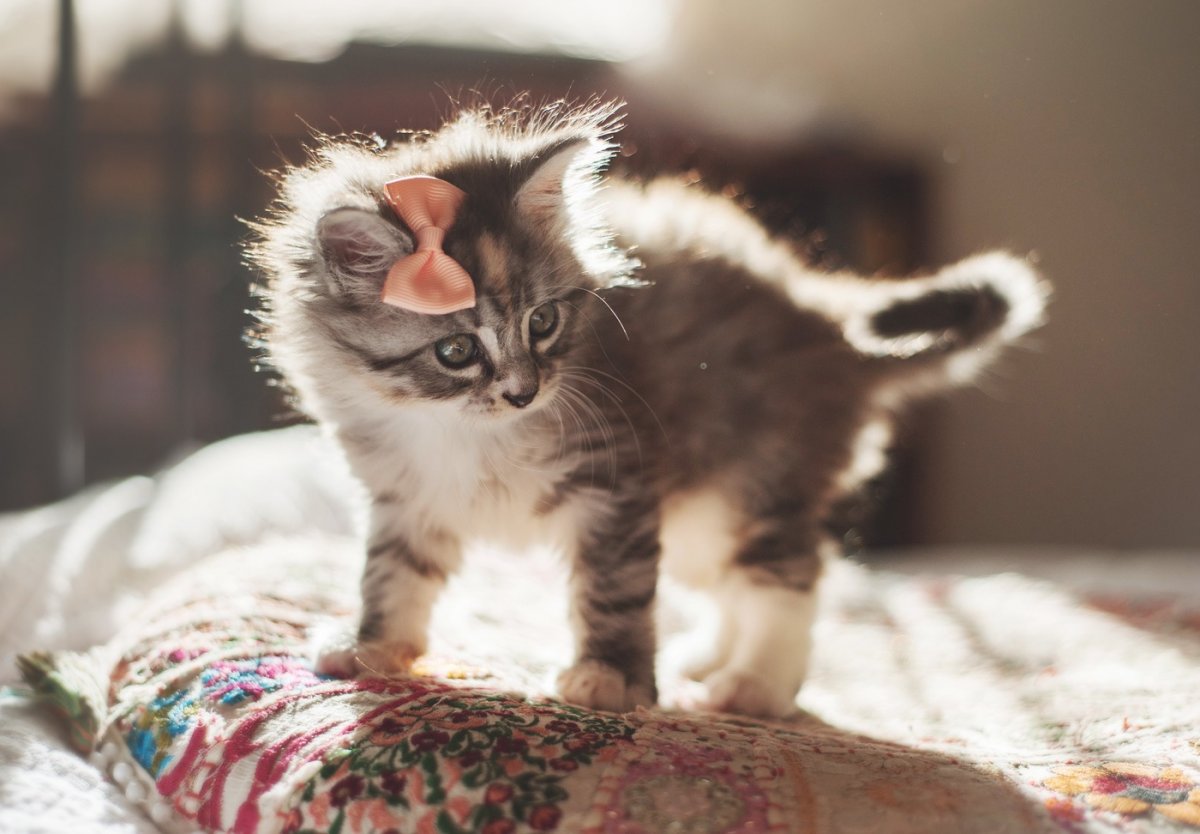 Котенок с бантиком