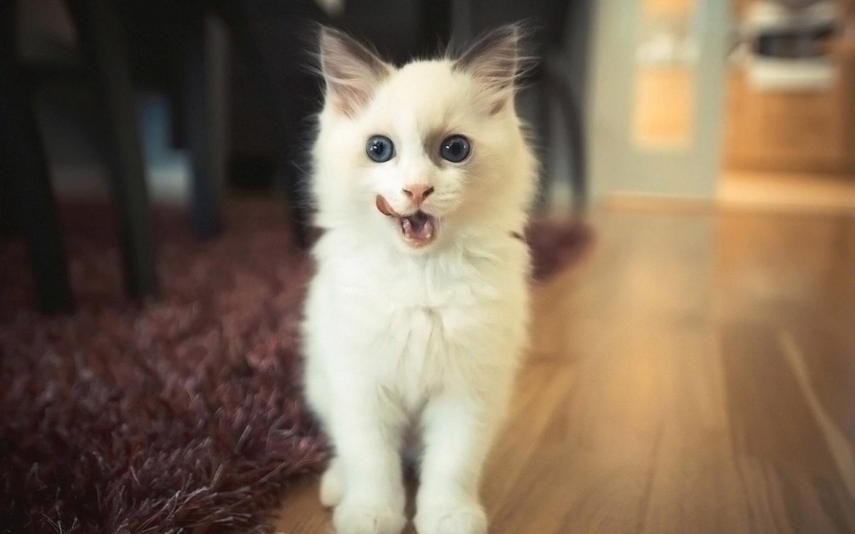 Милые животные котята