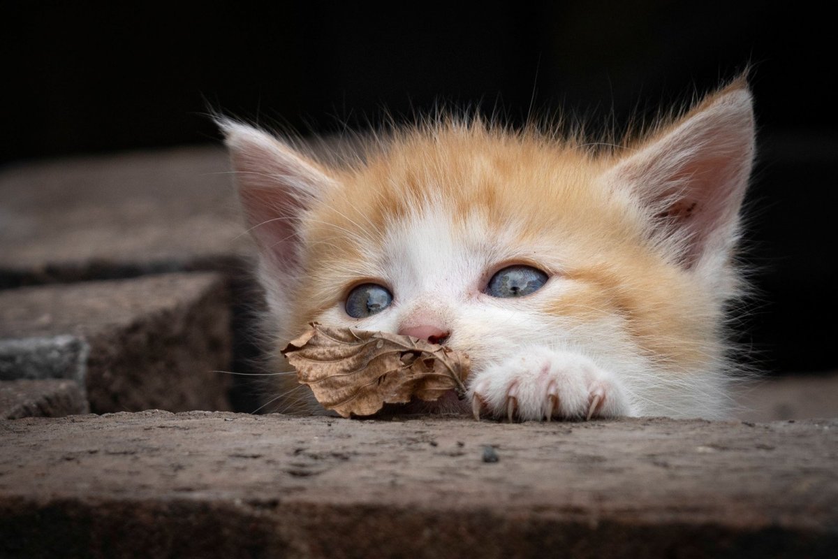 Котенок балуется