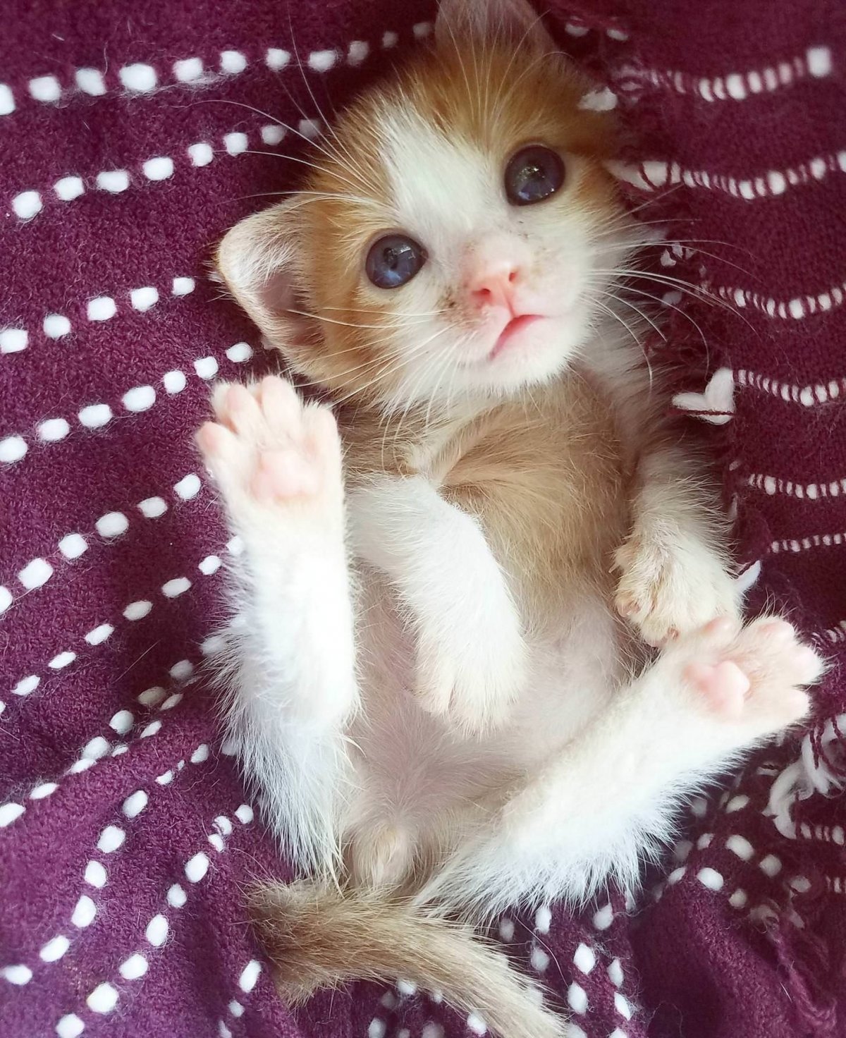 Котята милота