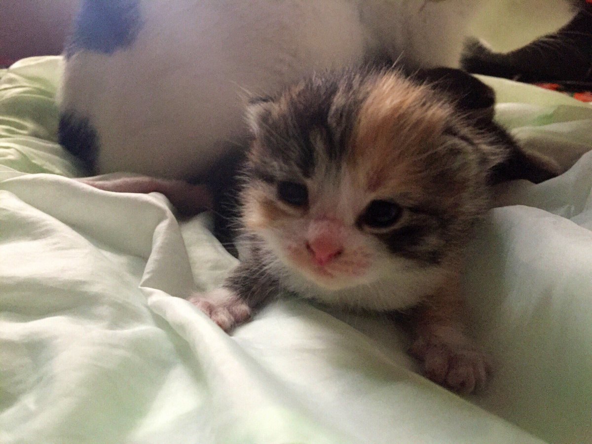 Котенок в зеркале