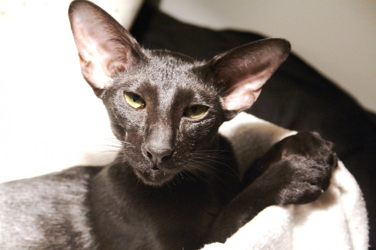 Ориентальный кот