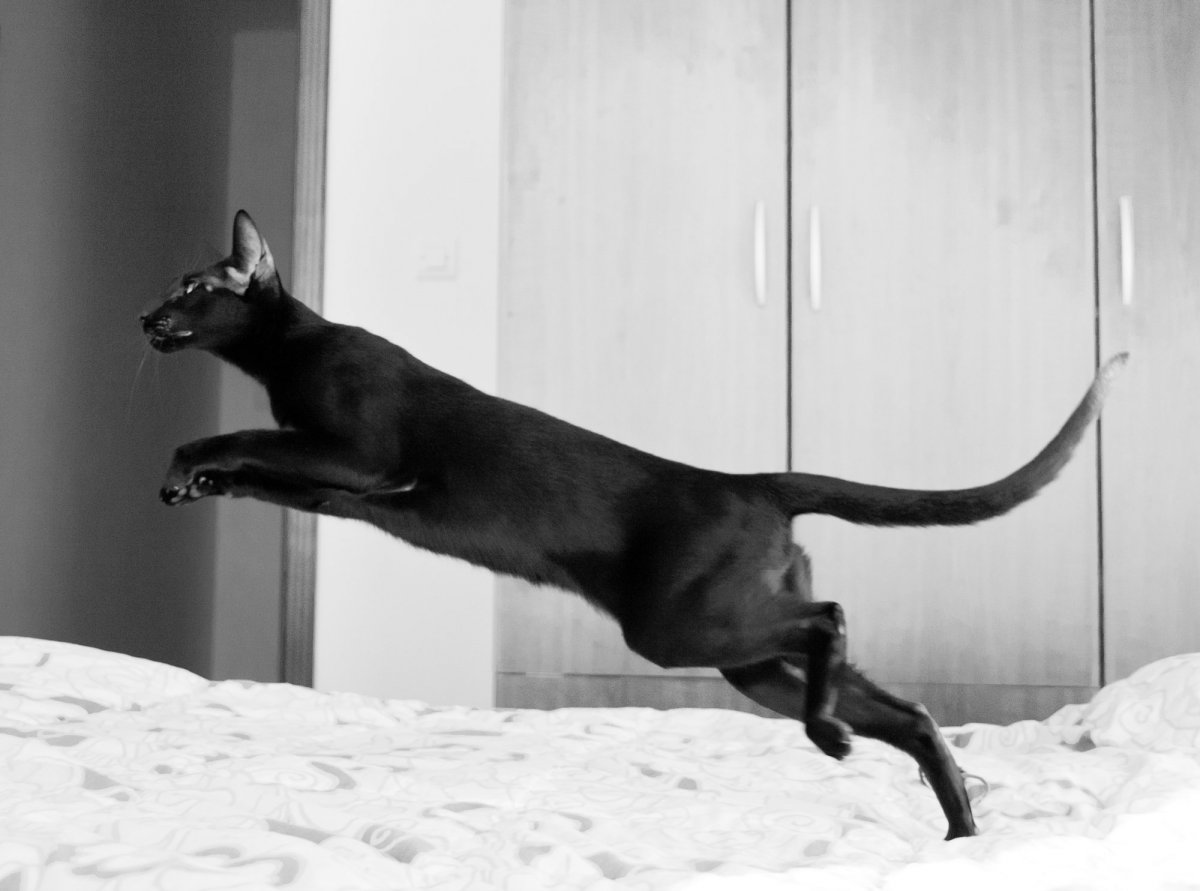 Орики Ориентальная кошка