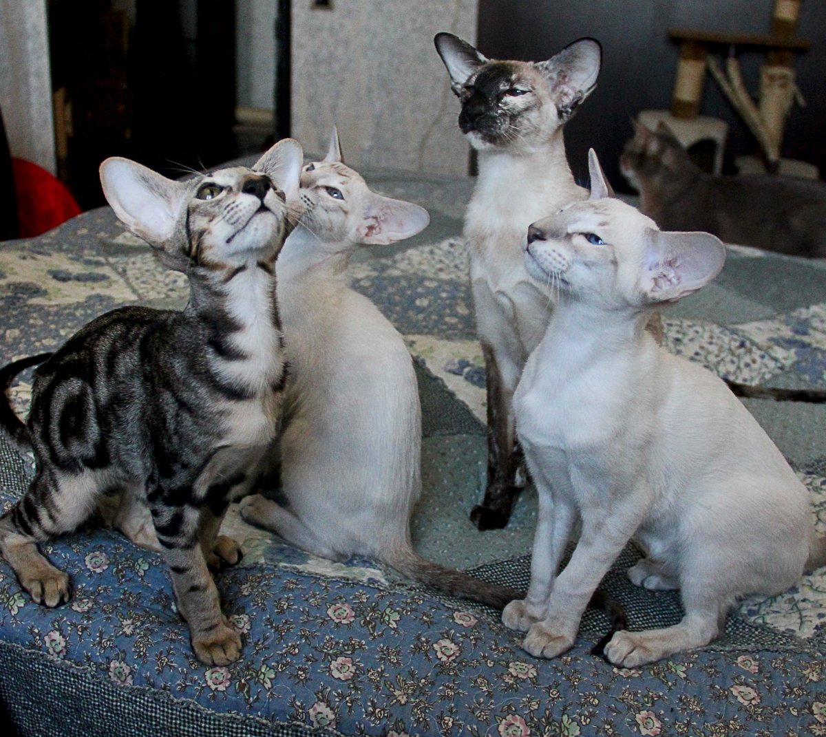 Имена для ориентальных котов