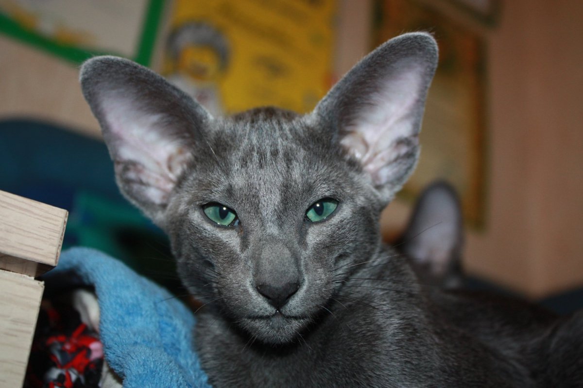 Кот Ориентал