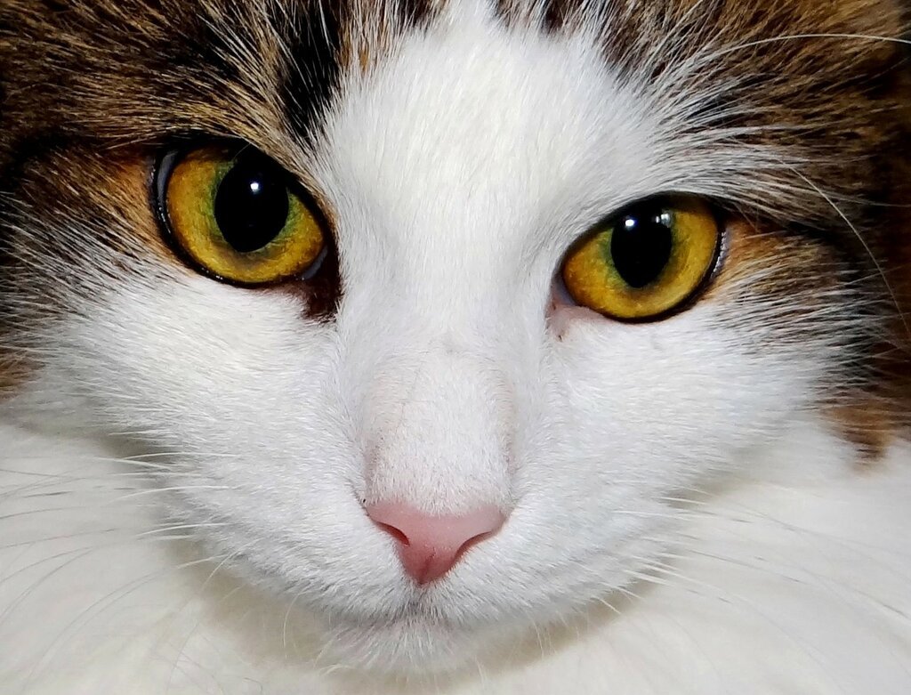 Кошки с умными глазами