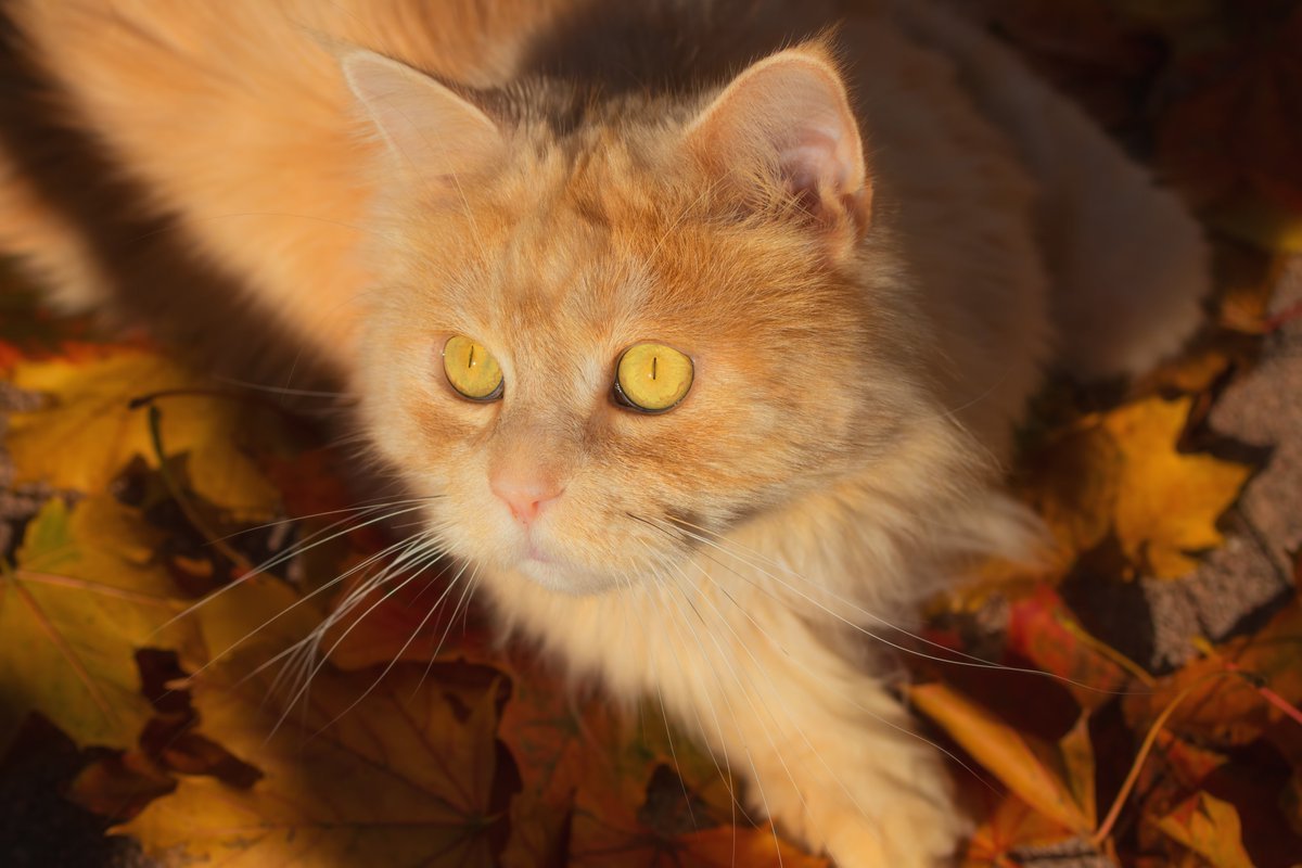 Кот с пронзительным взглядом