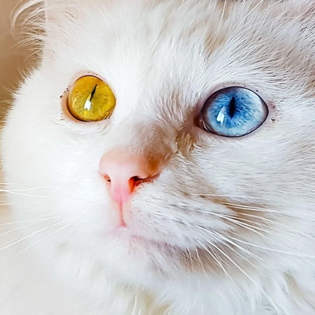 Кошачий глаз макро