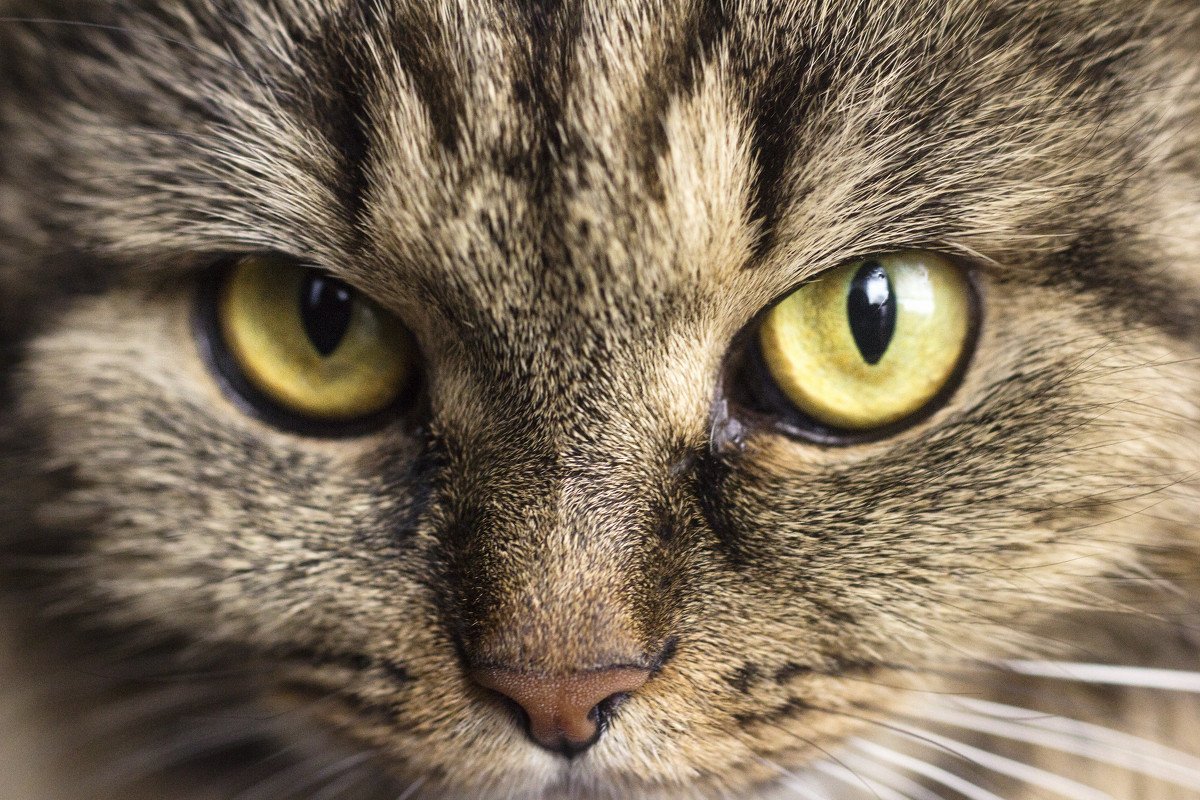 Кот с янтарными глазами