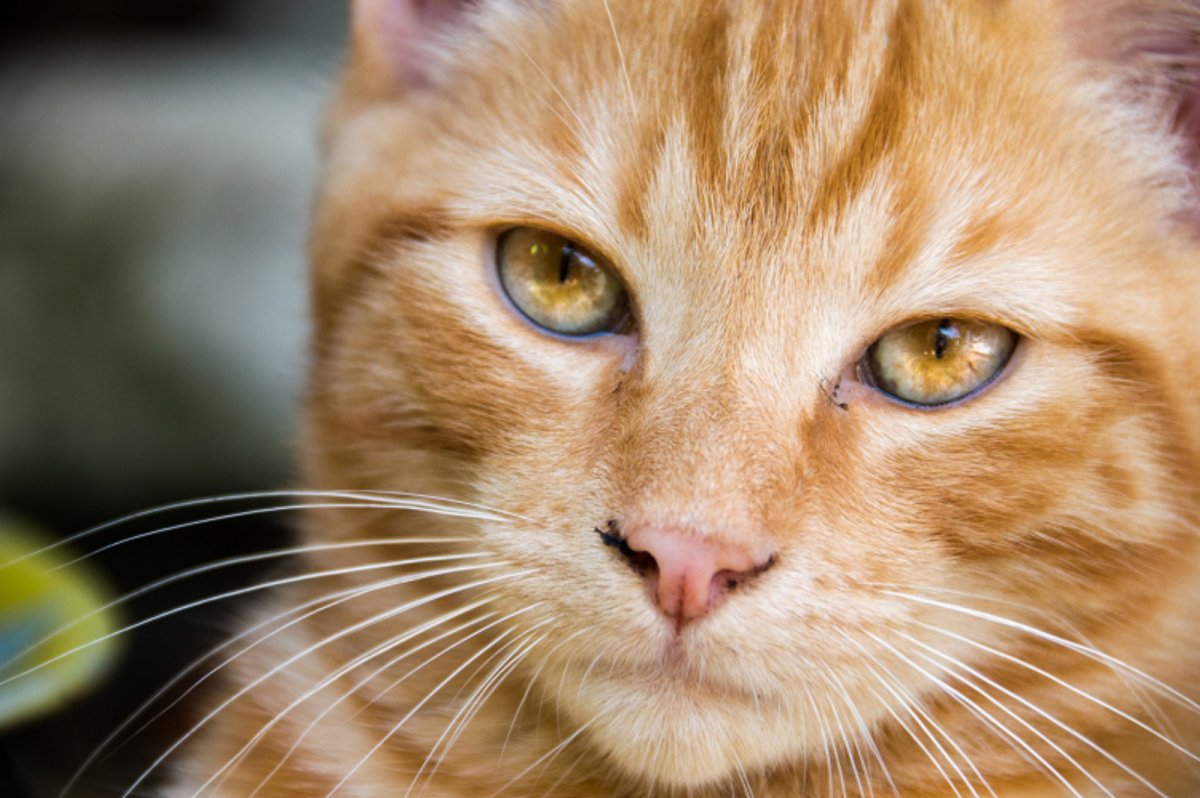 Рыжие глаза у кошек