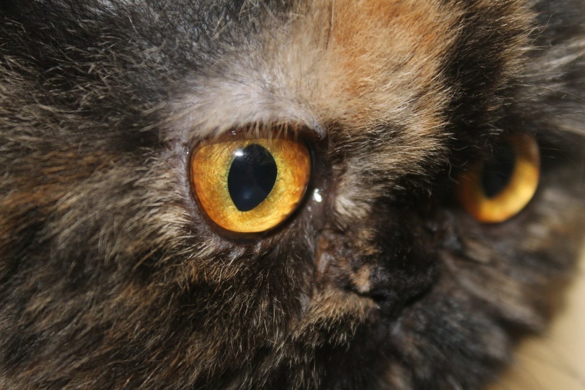 Женщина с кошачьими глазами