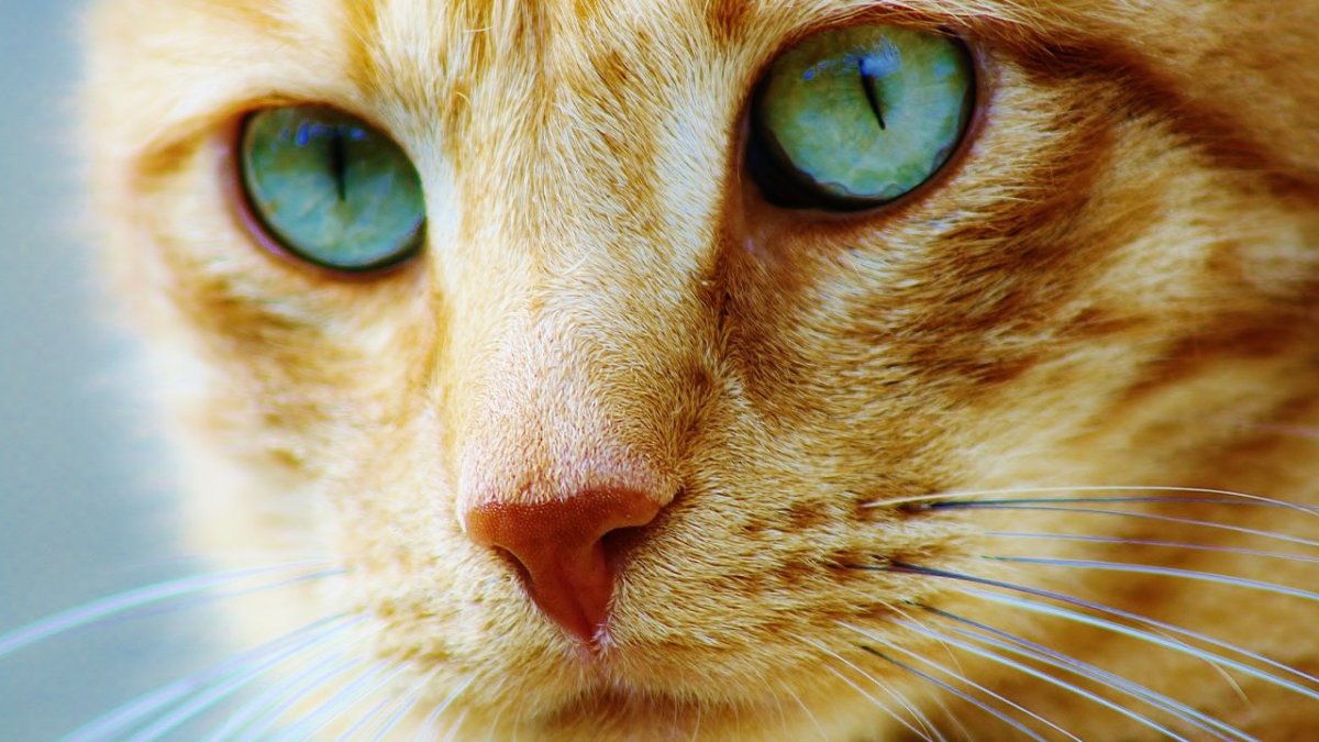 Золотистая кошка с зелеными глазами