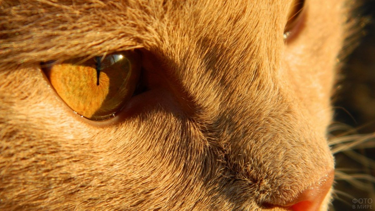Глаза рыжего кота
