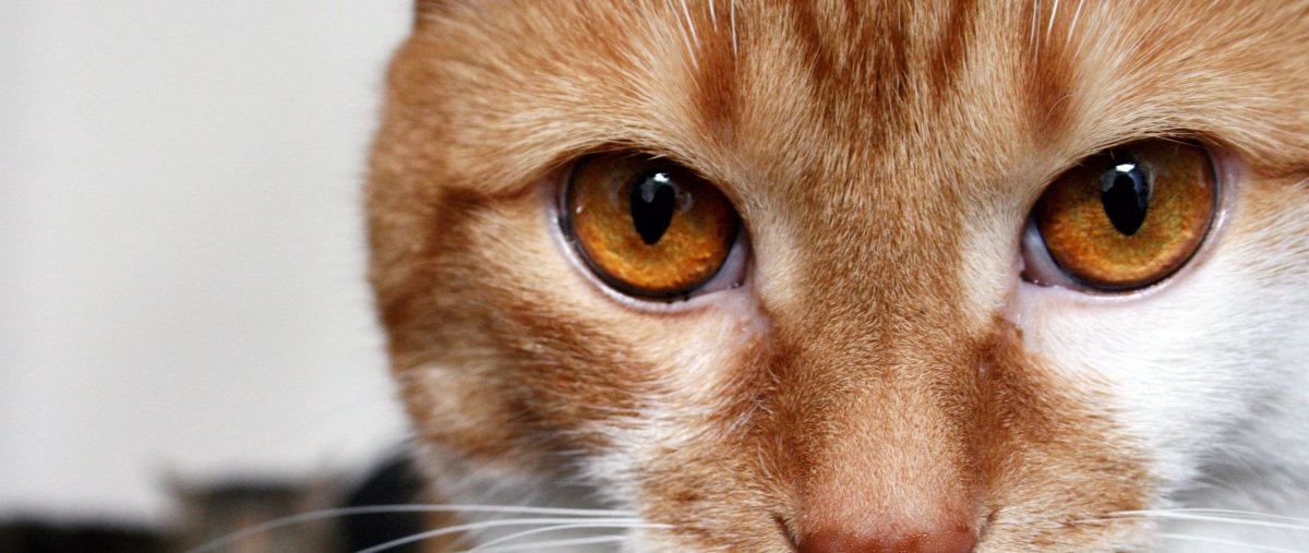 Янтарные кошачьи глаза