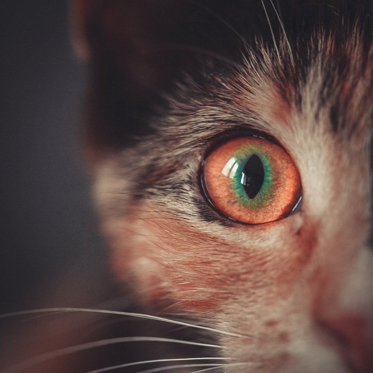 Карие кошачьи глаза