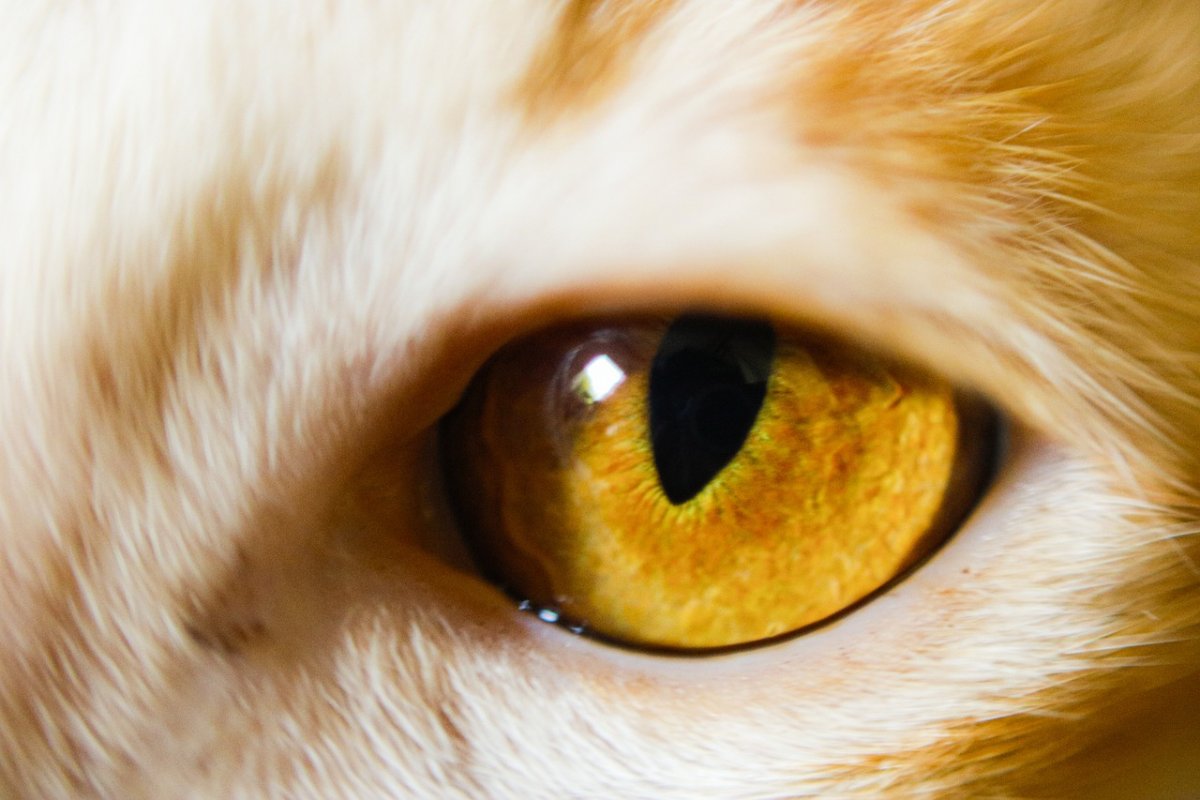 Красивые коты