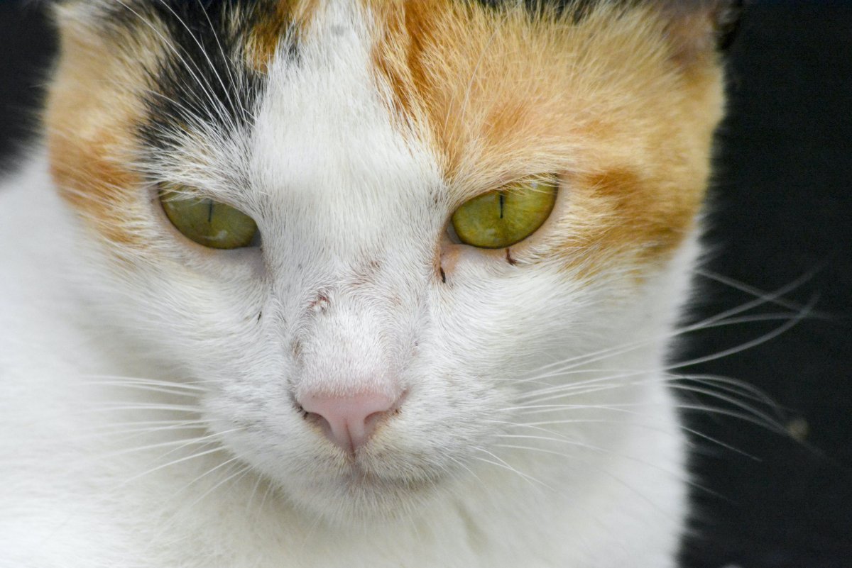 Кошачьи глаза желтые для поделки