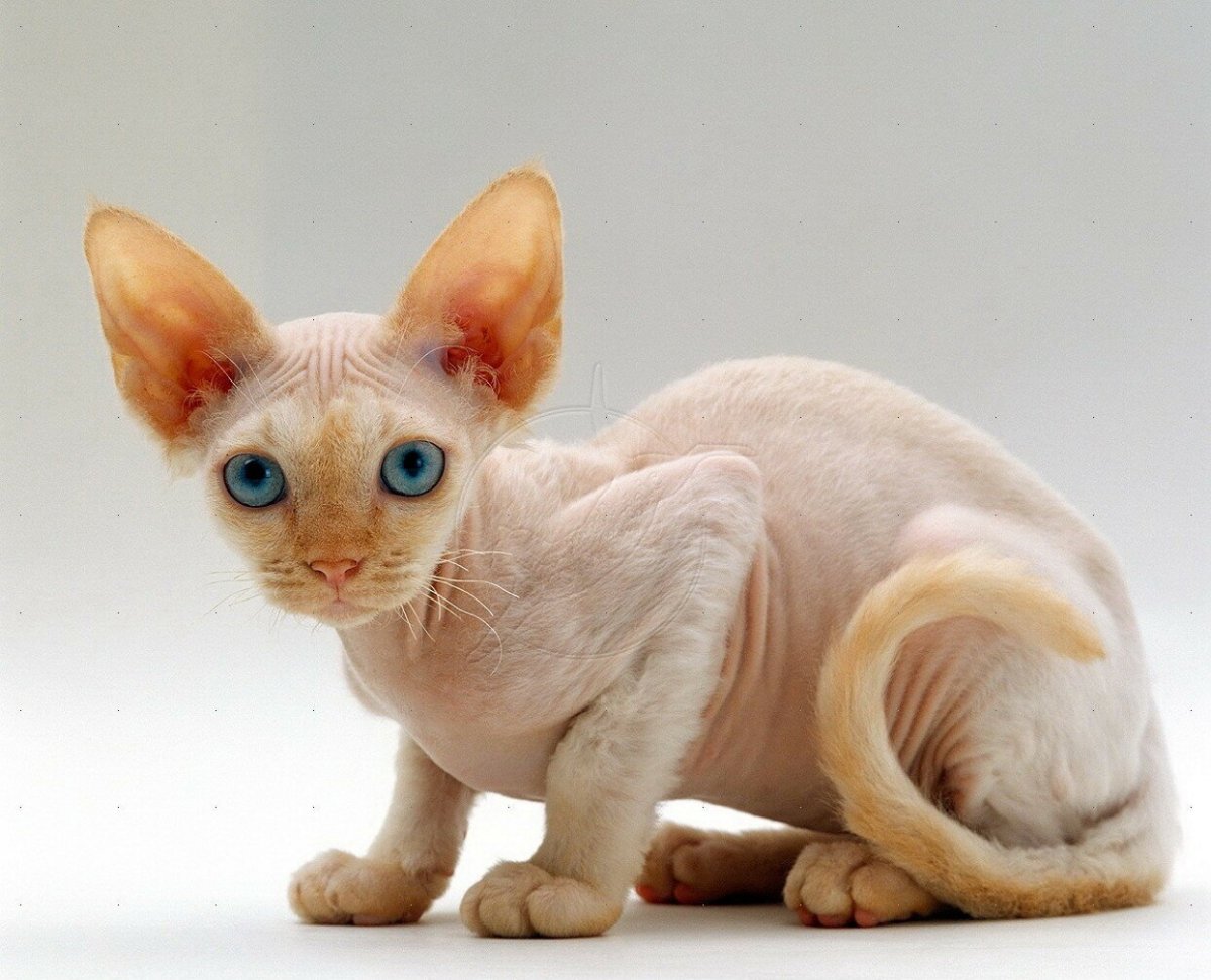 Кот породы Девон рекс