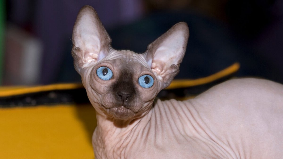 Канадский сфинкс мохнатый