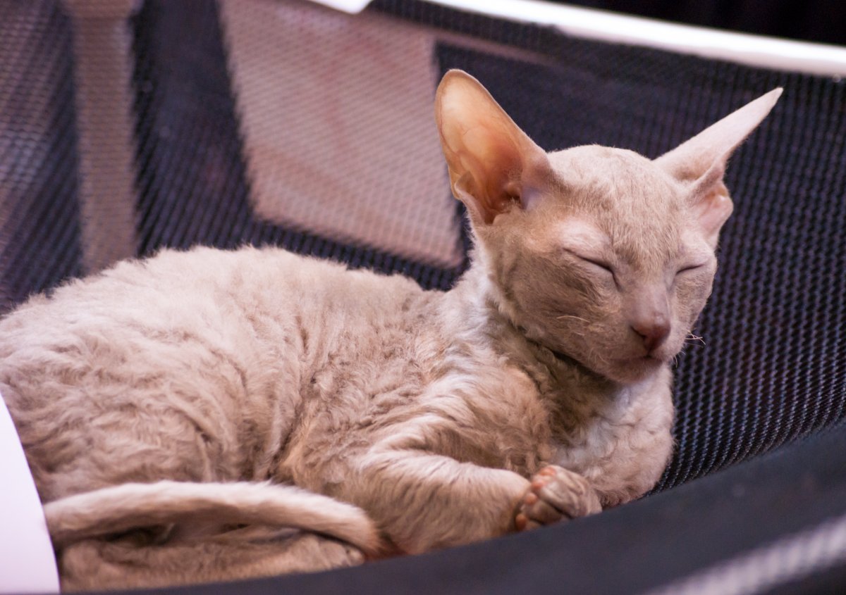 Орегон рекс