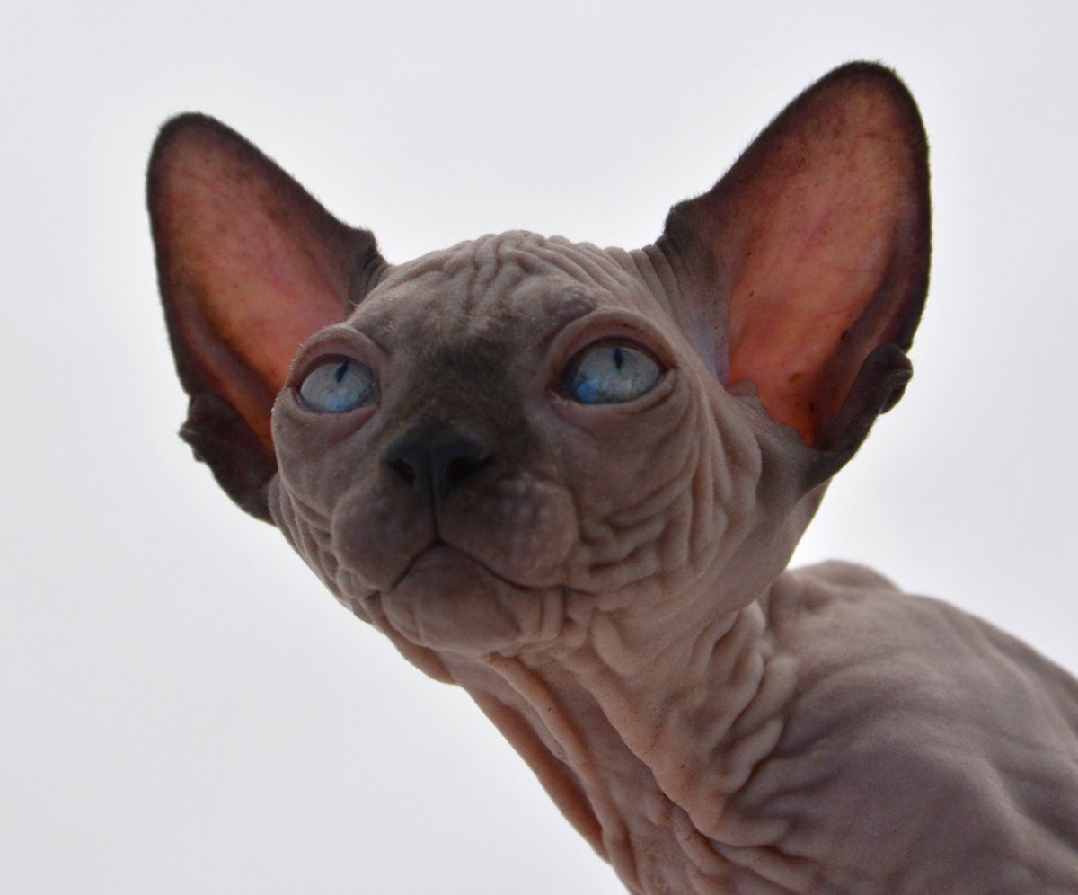 Канадский сфинкс Тоби