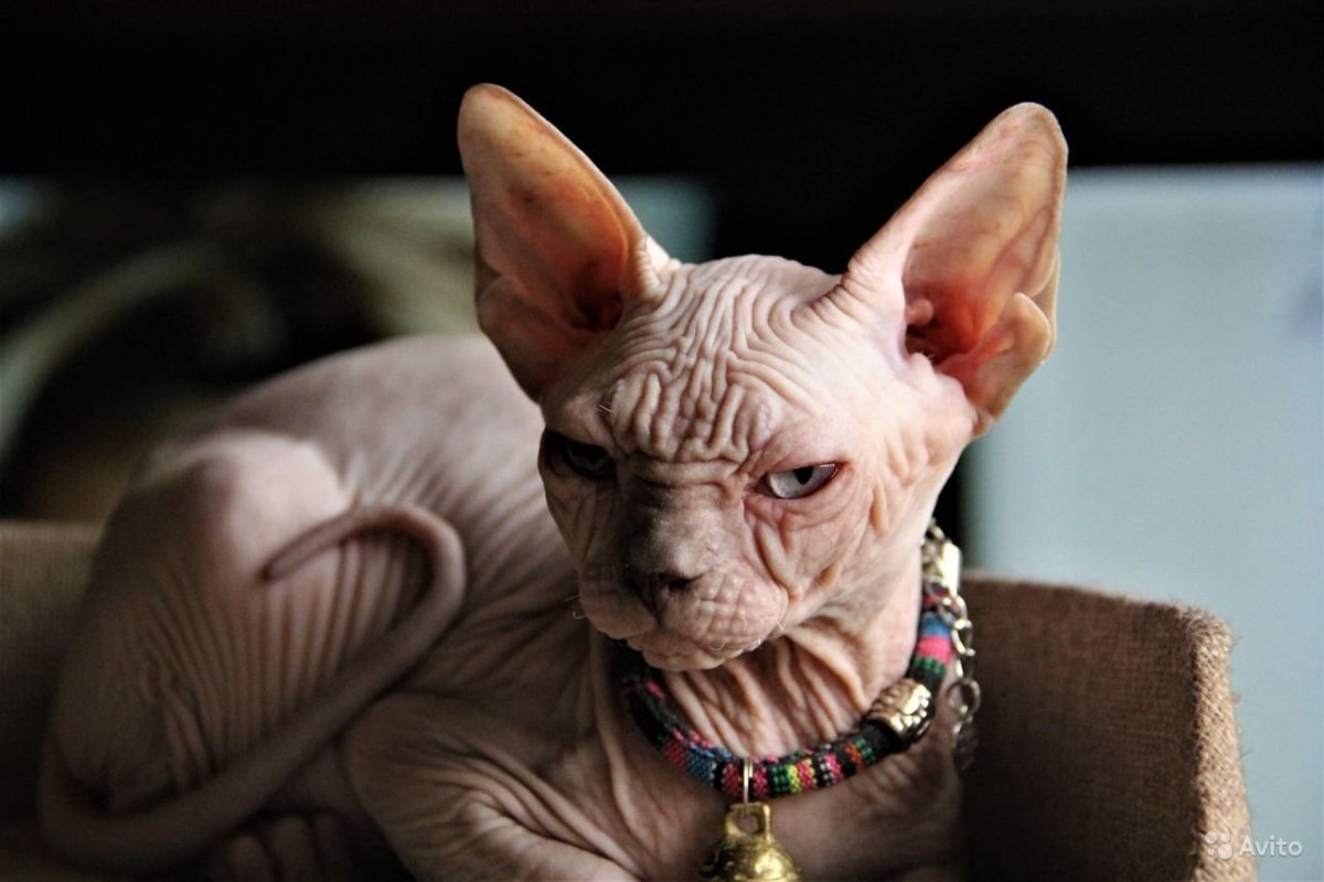 Порода кошек гладкошерстный сфинкс