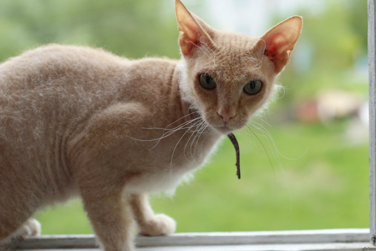 Канадский сфинкс темный