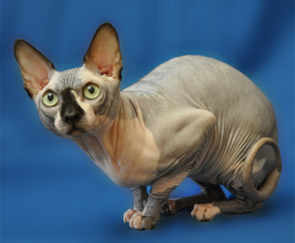 Канадский сфинкс Тоби