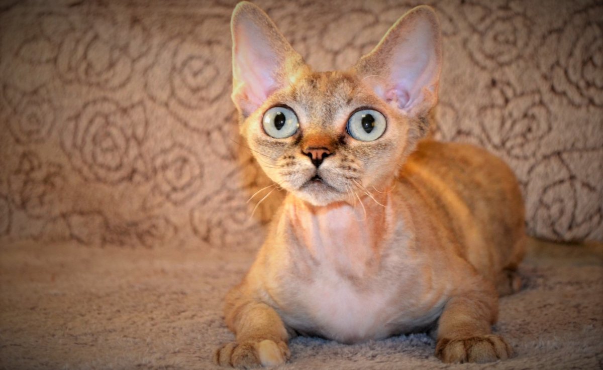 Кот породы Девон рекс