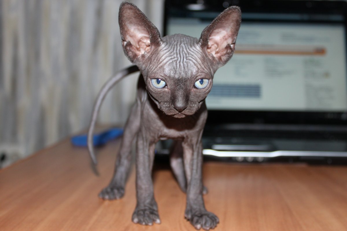 Донской сфинкс котята