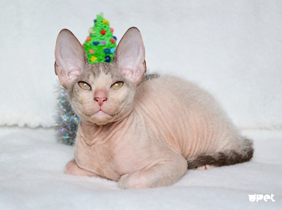 Донской сфинкс с шерстью