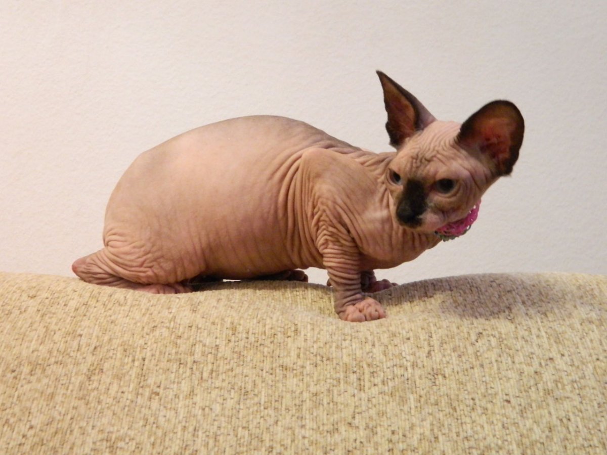 Живот сфинкса канадского