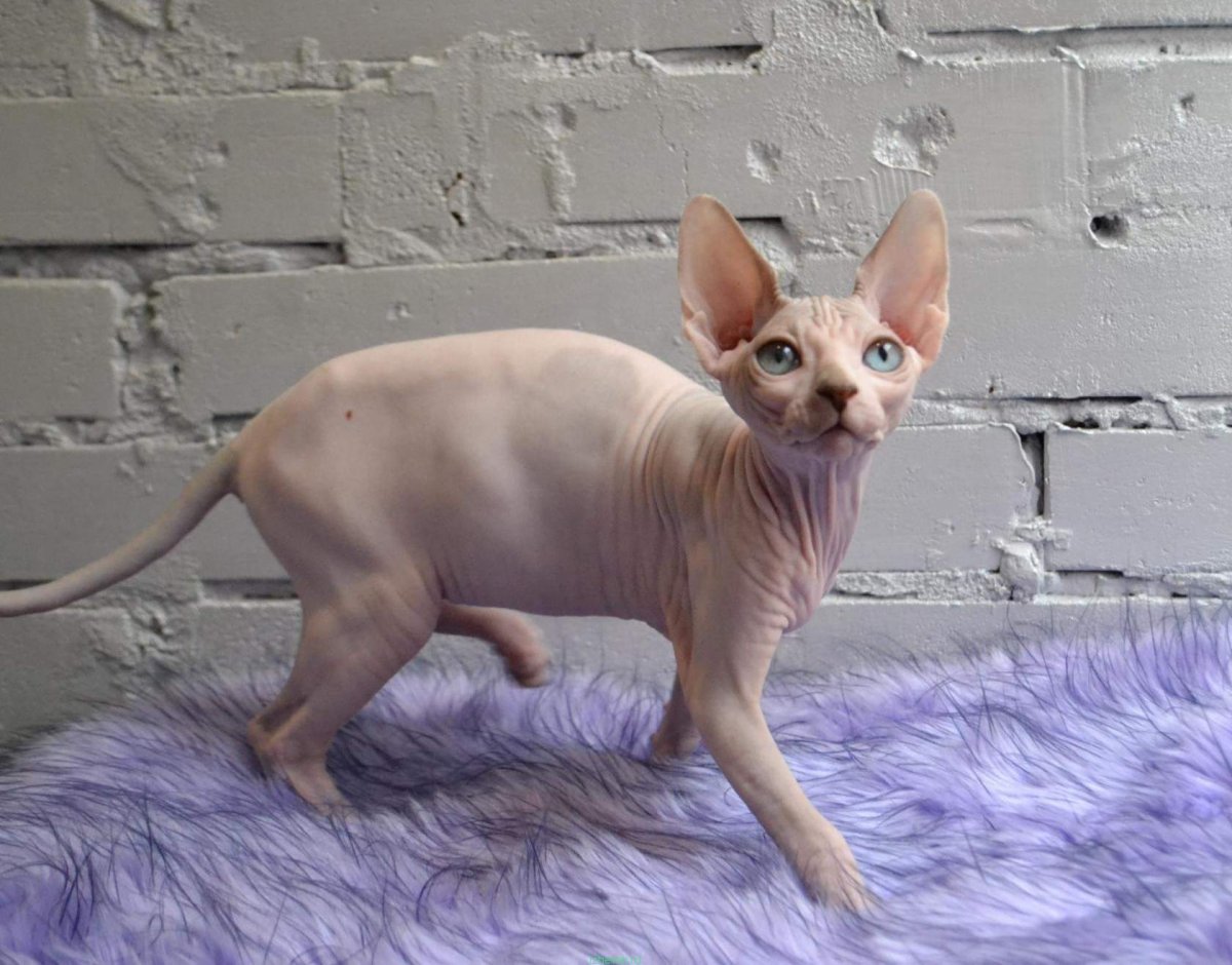 Канадский сфинкс