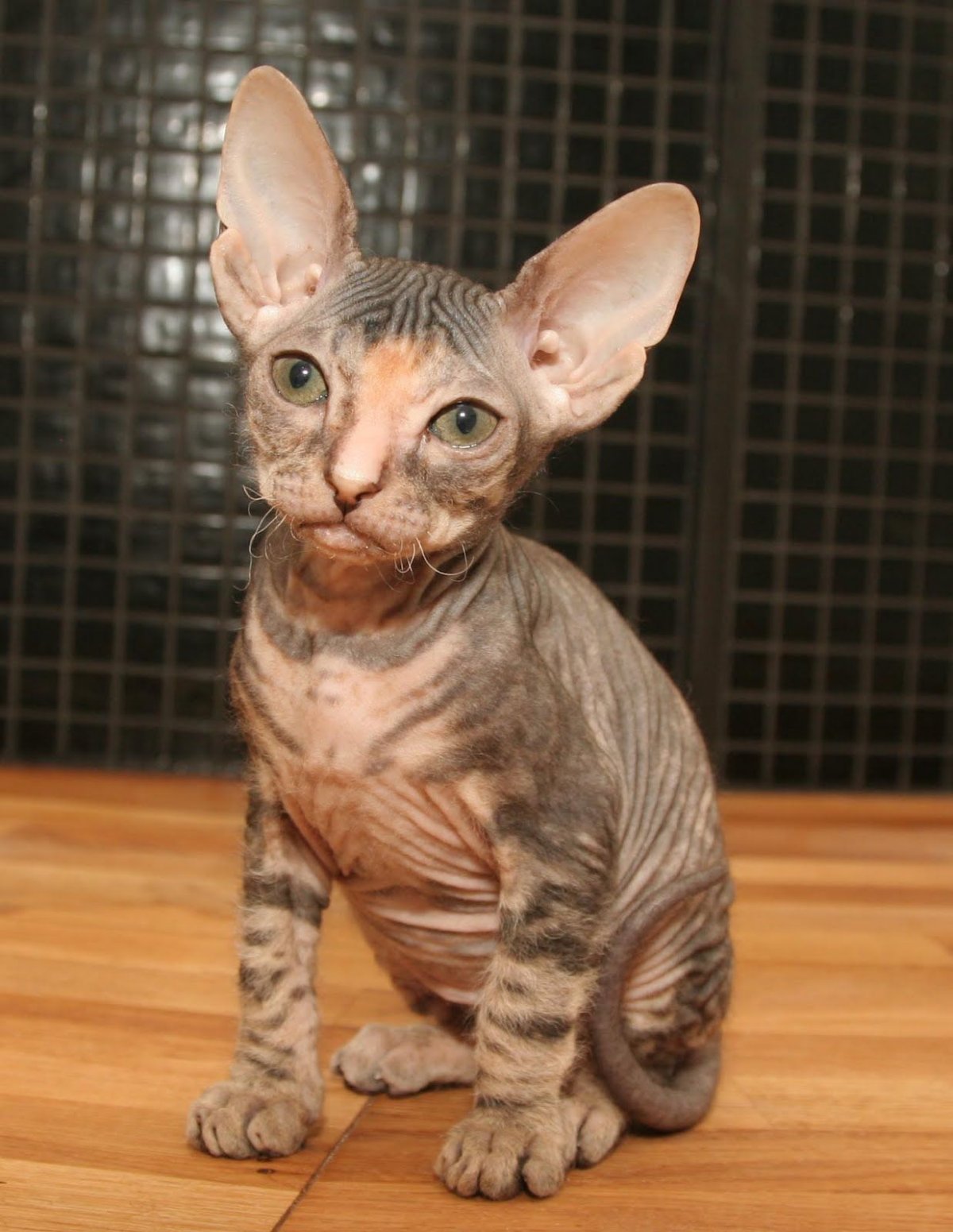 Донской сфинкс рекс