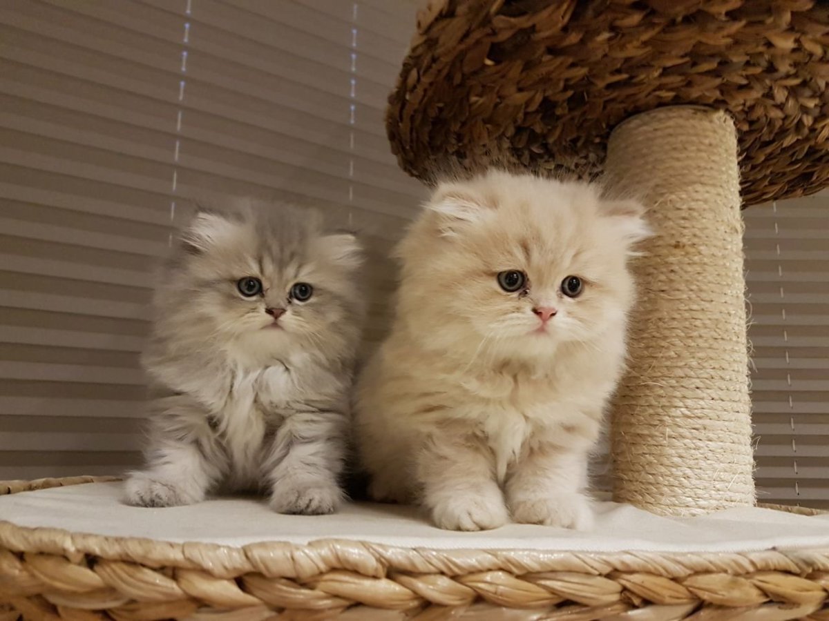 Персидская шиншилла кошка