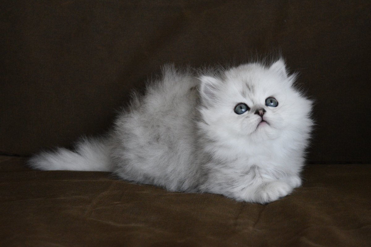 Новорожденные персидской шиншиллы