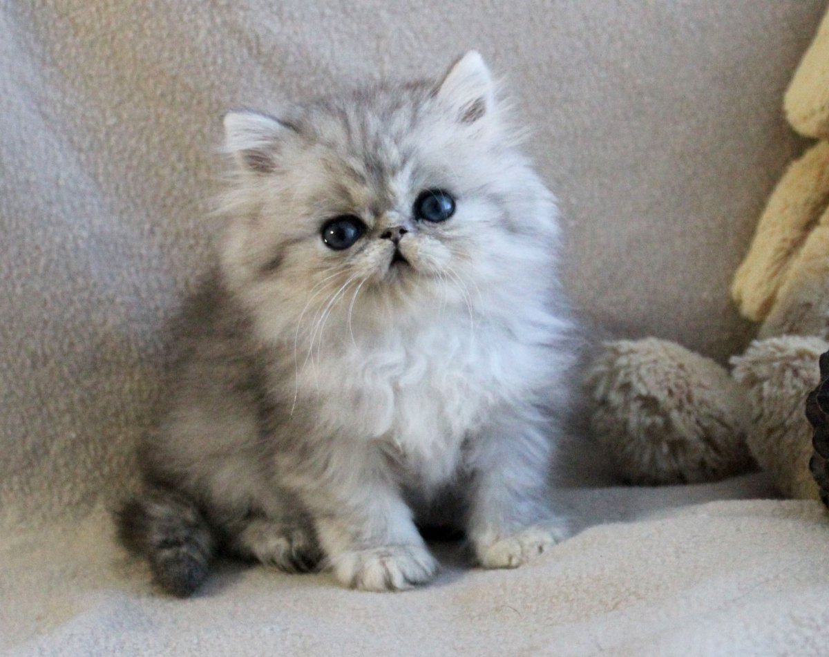 Котята персидские шиншиллы серые