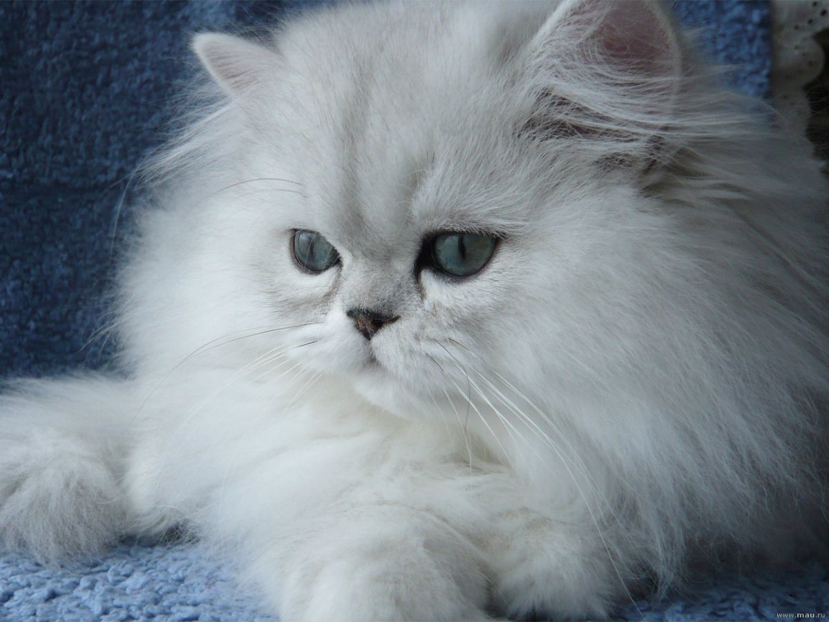 Порода кошек Персидская шиншилла