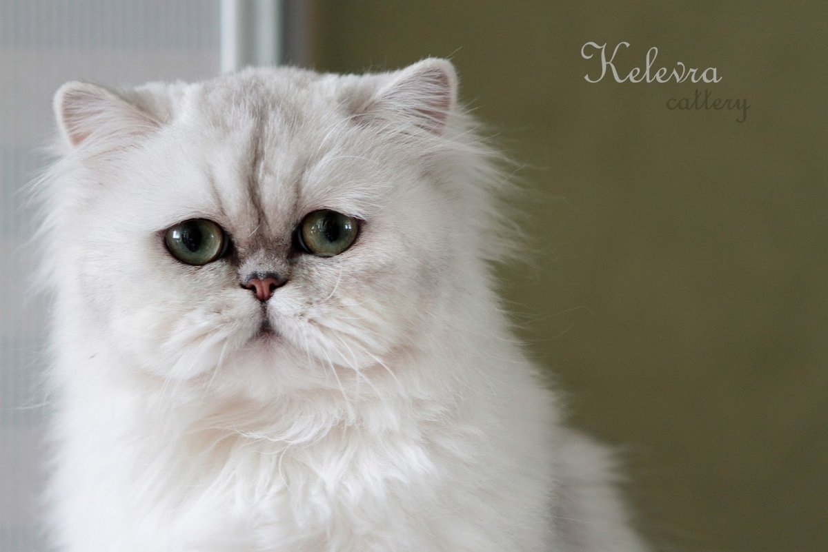 Персидская шиншилла экзот